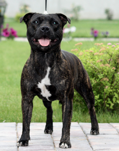 стаффордширский бультерьер